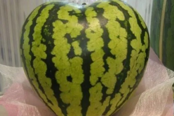 心形西瓜的由来,让西瓜在模具中生长就会变成相应的形状