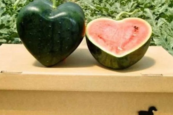 心形西瓜的由来,让西瓜在模具中生长就会变成相应的形状