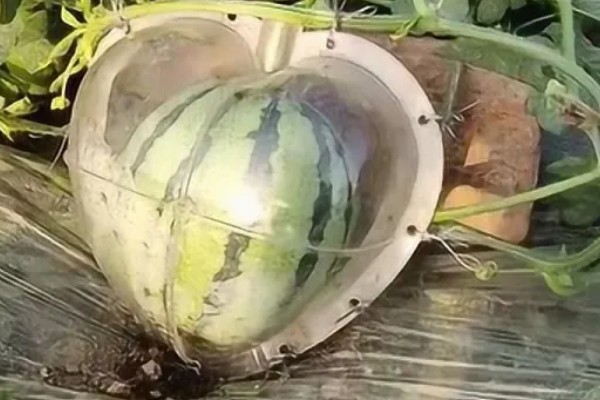 心形西瓜的由来,让西瓜在模具中生长就会变成相应的形状