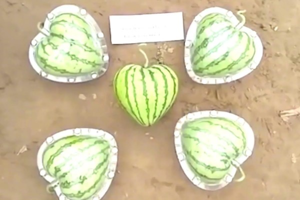 心形西瓜的由来,让西瓜在模具中生长就会变成相应的形状