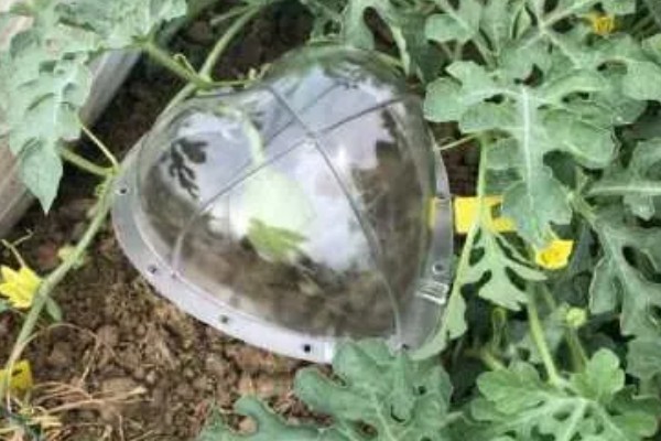 心形西瓜的由来,让西瓜在模具中生长就会变成相应的形状