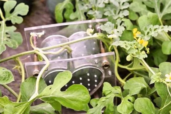 心形西瓜的由来,让西瓜在模具中生长就会变成相应的形状