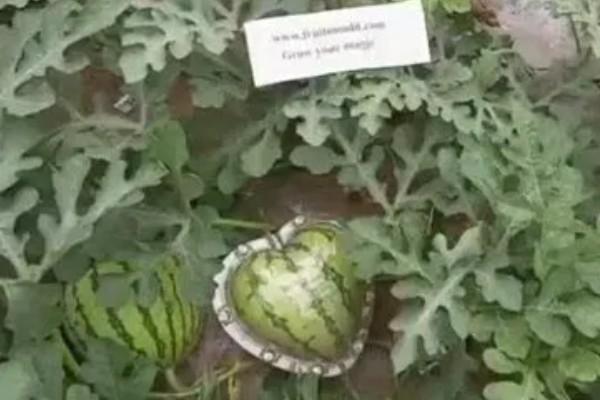 心形西瓜的由来,让西瓜在模具中生长就会变成相应的形状