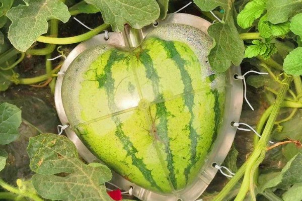 心形西瓜的由来,让西瓜在模具中生长就会变成相应的形状