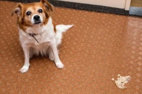 狗感冒后一直呕吐如何解决,可饲喂感冒药和益生菌