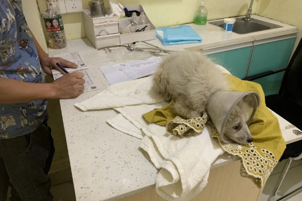 狗感冒后一直呕吐如何解决,可饲喂感冒药和益生菌