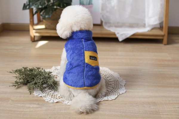 狗感冒后一直呕吐如何解决,可饲喂感冒药和益生菌