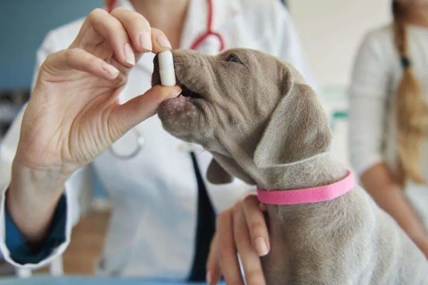 狗感冒后一直呕吐如何解决,可饲喂感冒药和益生菌