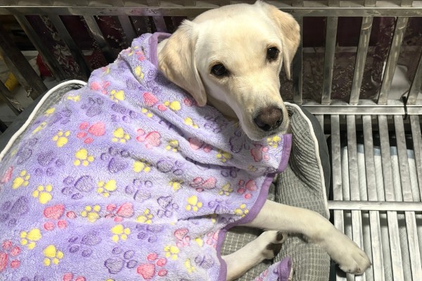 狗感冒后一直呕吐如何解决,可饲喂感冒药和益生菌