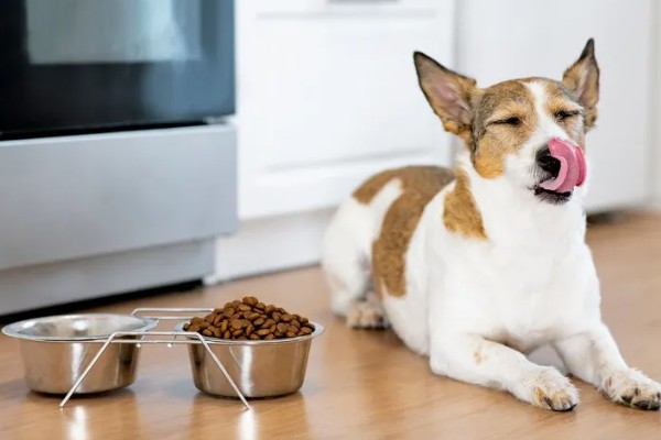狗感冒后一直呕吐如何解决,可饲喂感冒药和益生菌
