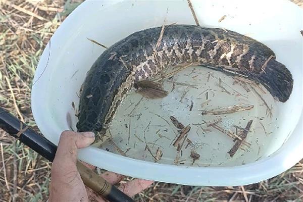 钓黑鱼的技巧，路亚黑鱼时要注意放流