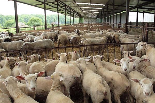 50斤的公羊可以配种吗,需要根据羊的品种而定