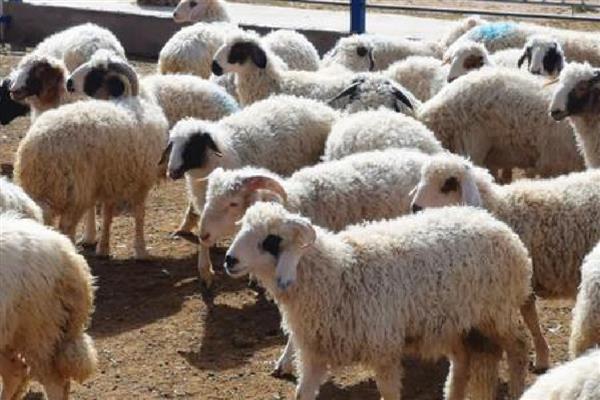 50斤的公羊可以配种吗,需要根据羊的品种而定