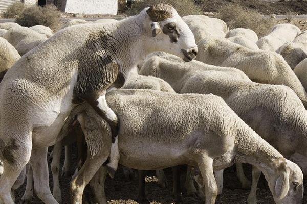 50斤的公羊可以配种吗,需要根据羊的品种而定