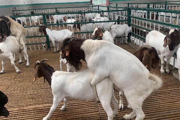 50斤的公羊可以配种吗,需要根据羊的品种而定