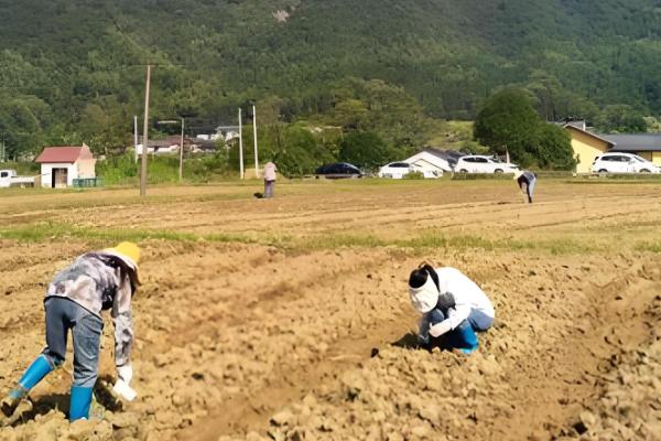 油菜的施肥原则,基肥一般用有机肥