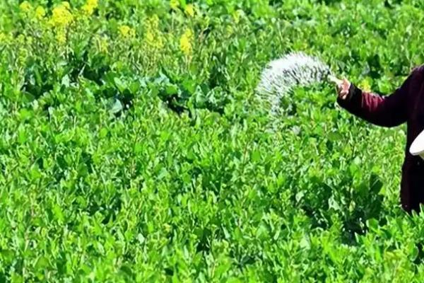 油菜的施肥原则,基肥一般用有机肥