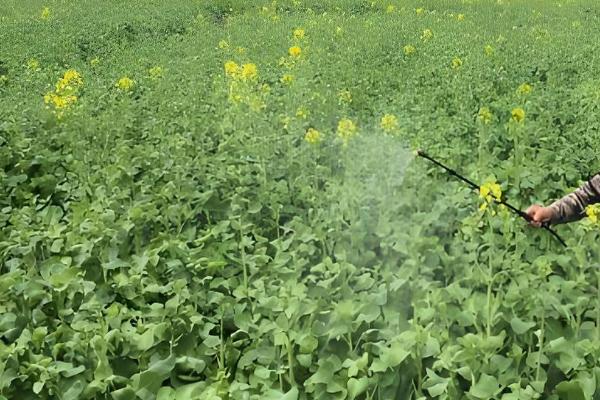 油菜的施肥原则,基肥一般用有机肥