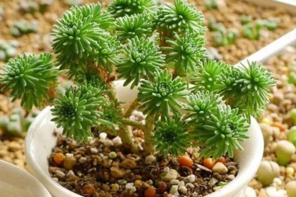 水分缺少对植物生长的影响，生长速度就会放缓