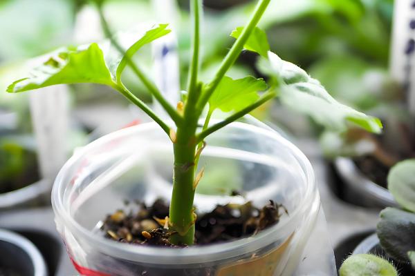 平安树如何繁殖,可播种也可扦插