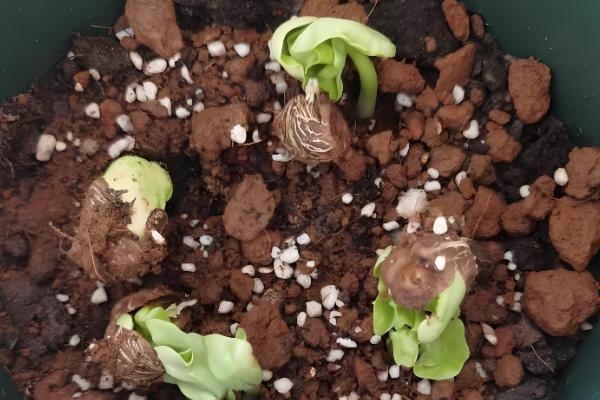 平安树如何繁殖,可播种也可扦插