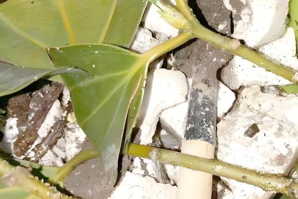 平安树如何繁殖,可播种也可扦插