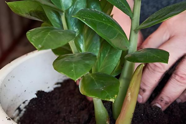 平安树如何繁殖,可播种也可扦插