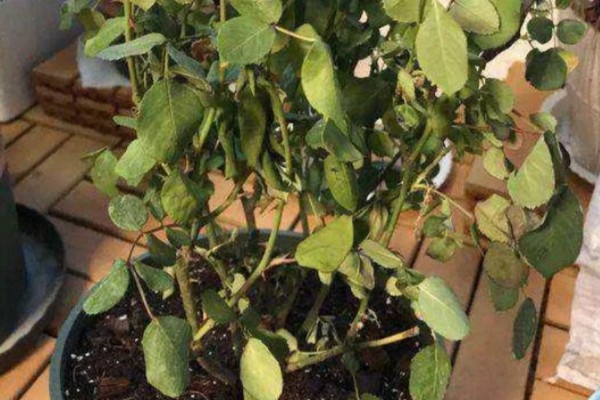 水分缺少对植物生长的影响，生长速度就会放缓