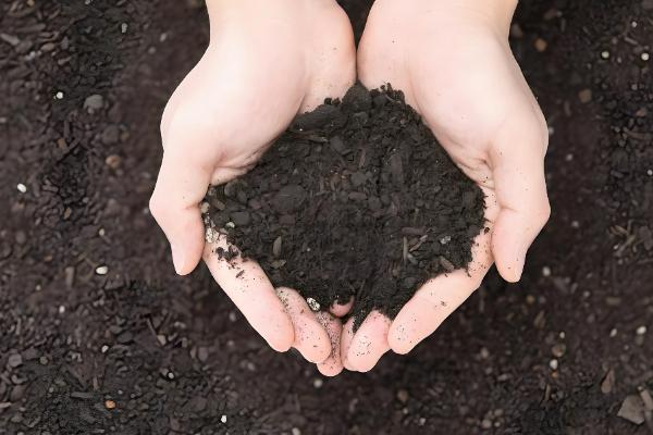 平安树如何繁殖,可播种也可扦插