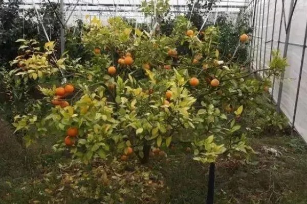 水分缺少对植物生长的影响，生长速度就会放缓