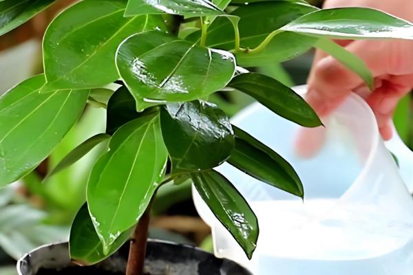 平安树如何繁殖,可播种也可扦插