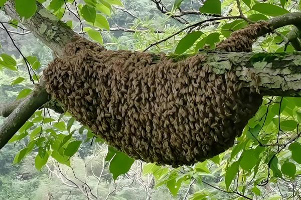 野外收蜂的绝招，主要有以下3种方法