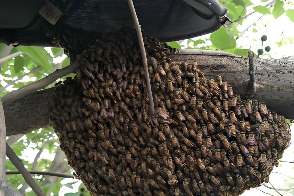 野外收蜂的绝招，主要有以下3种方法