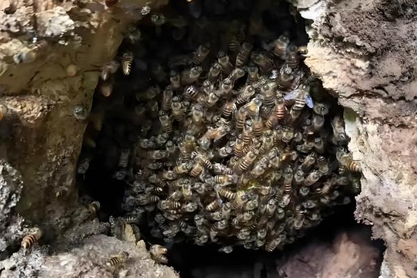 野外收蜂的绝招，主要有以下3种方法