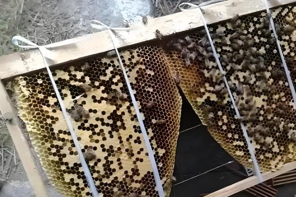 野外收蜂的绝招，主要有以下3种方法