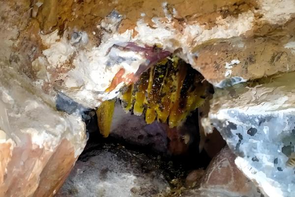 野外收蜂的绝招，主要有以下3种方法