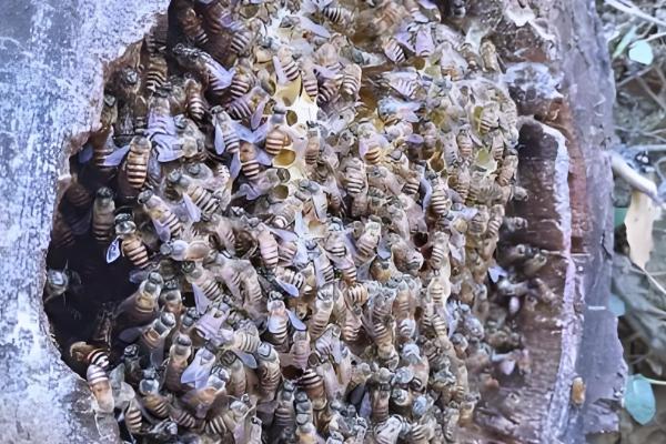 野外收蜂的绝招，主要有以下3种方法