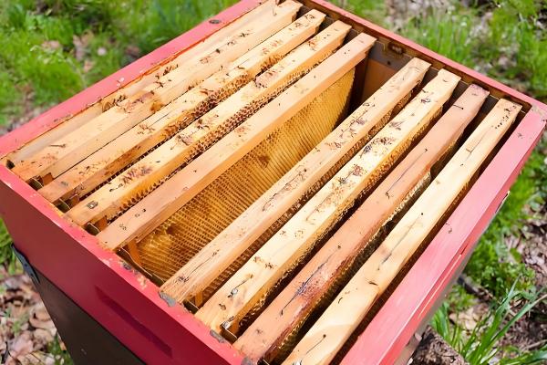 野外收蜂的绝招，主要有以下3种方法