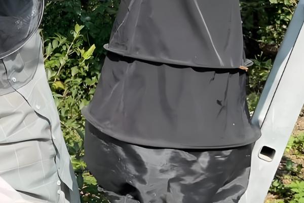 野外收蜂的绝招，主要有以下3种方法