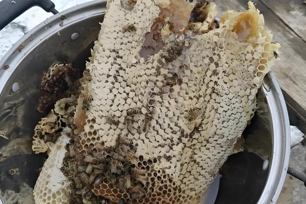 野外收蜂的绝招，主要有以下3种方法