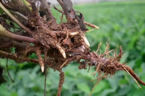 水分缺少对植物生长的影响，生长速度就会放缓