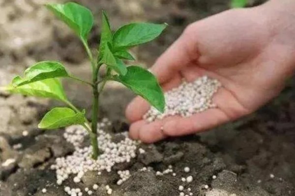 水分缺少对植物生长的影响，生长速度就会放缓