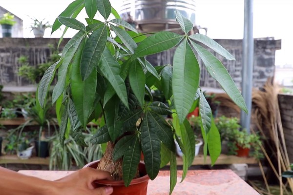 如何养殖摇钱树，每个月追肥一次