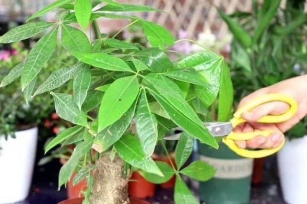 如何养殖摇钱树，每个月追肥一次