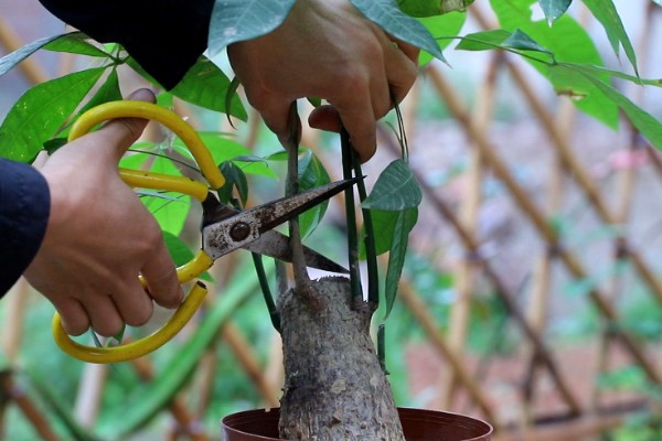 如何养殖摇钱树，每个月追肥一次