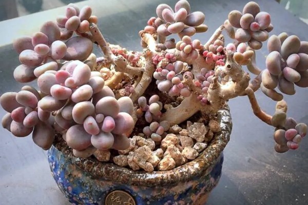 桃蛋老桩怎么养殖才粗，适合生长在较为湿润的环境中