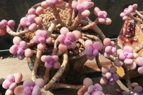 桃蛋老桩怎么养殖才粗，适合生长在较为湿润的环境中