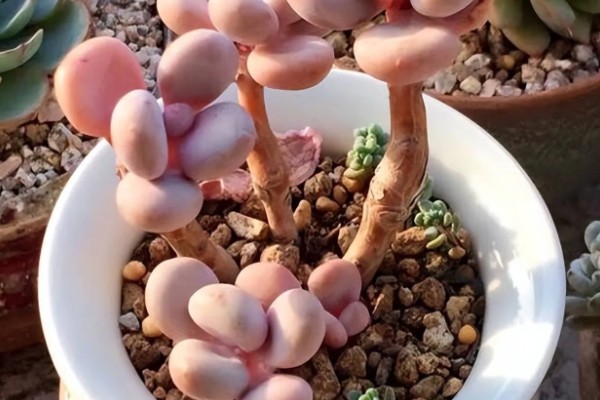 桃蛋老桩怎么养殖才粗，适合生长在较为湿润的环境中