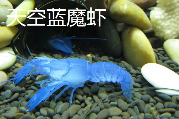 虾多久脱壳一次,不同品种的脱壳次数不同