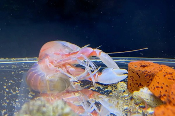 虾多久脱壳一次,不同品种的脱壳次数不同